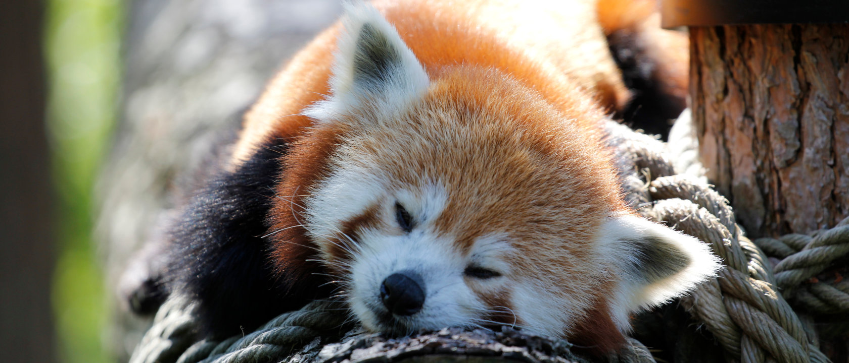 Röd panda